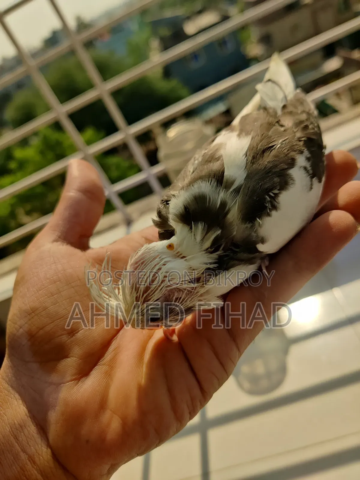 Cockatiel Baby