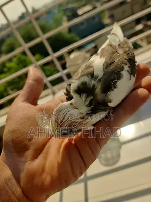 Cockatiel Baby