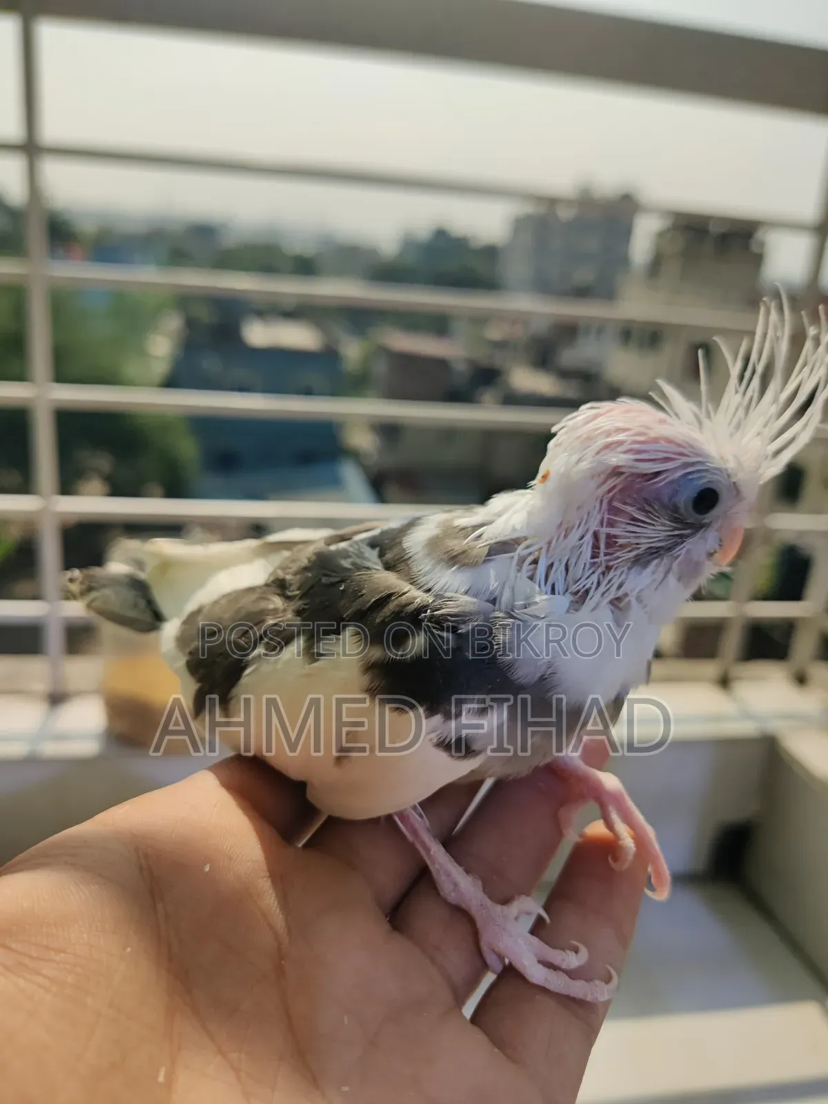 Cockatiel Baby