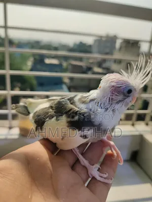 Cockatiel Baby
