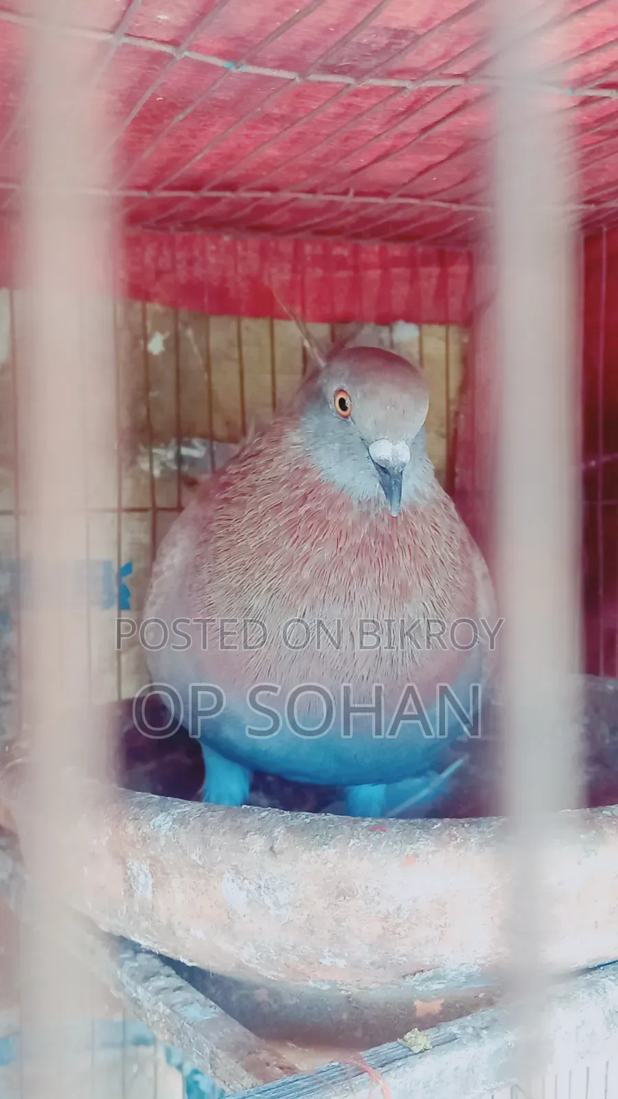 Male Pigeon