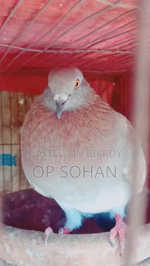 Male Pigeon