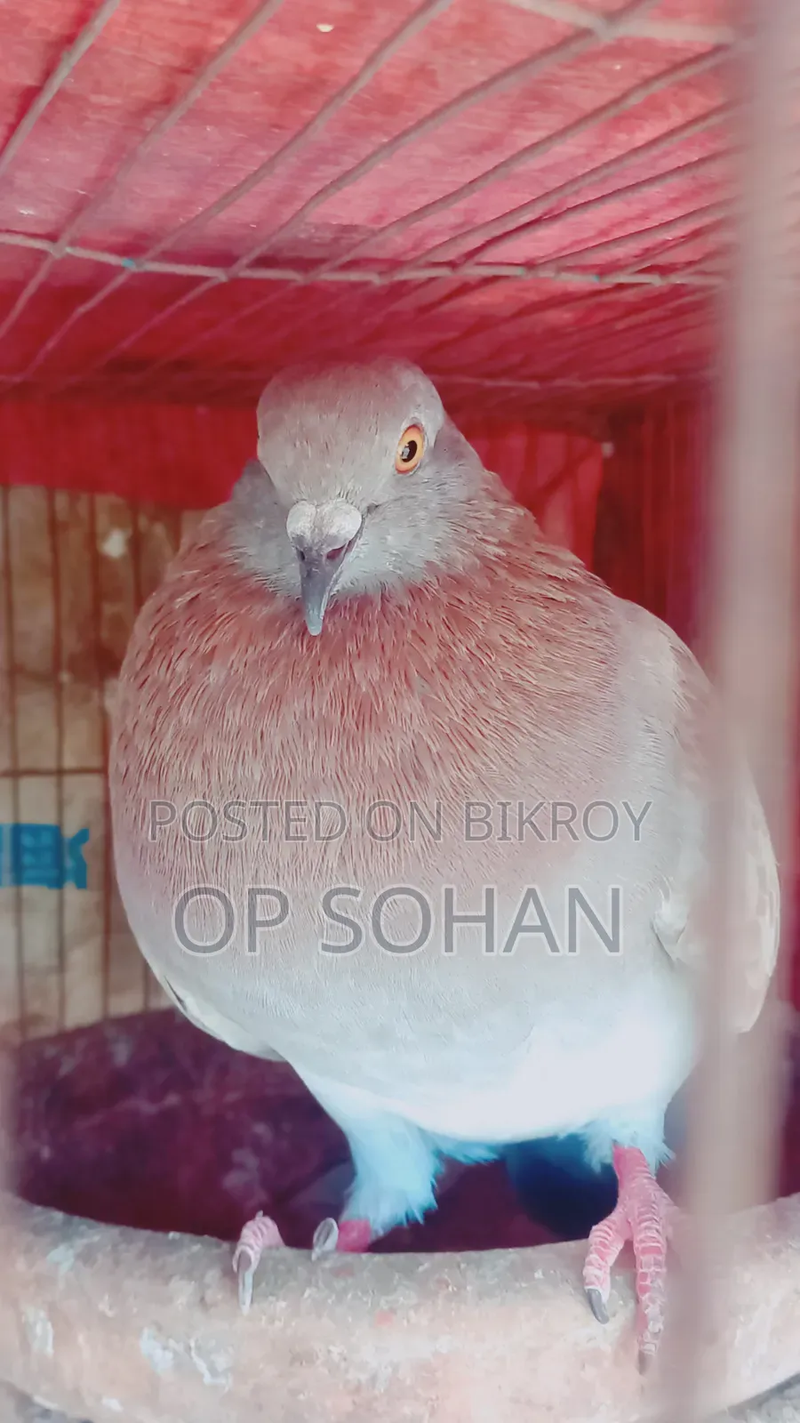 Male Pigeon