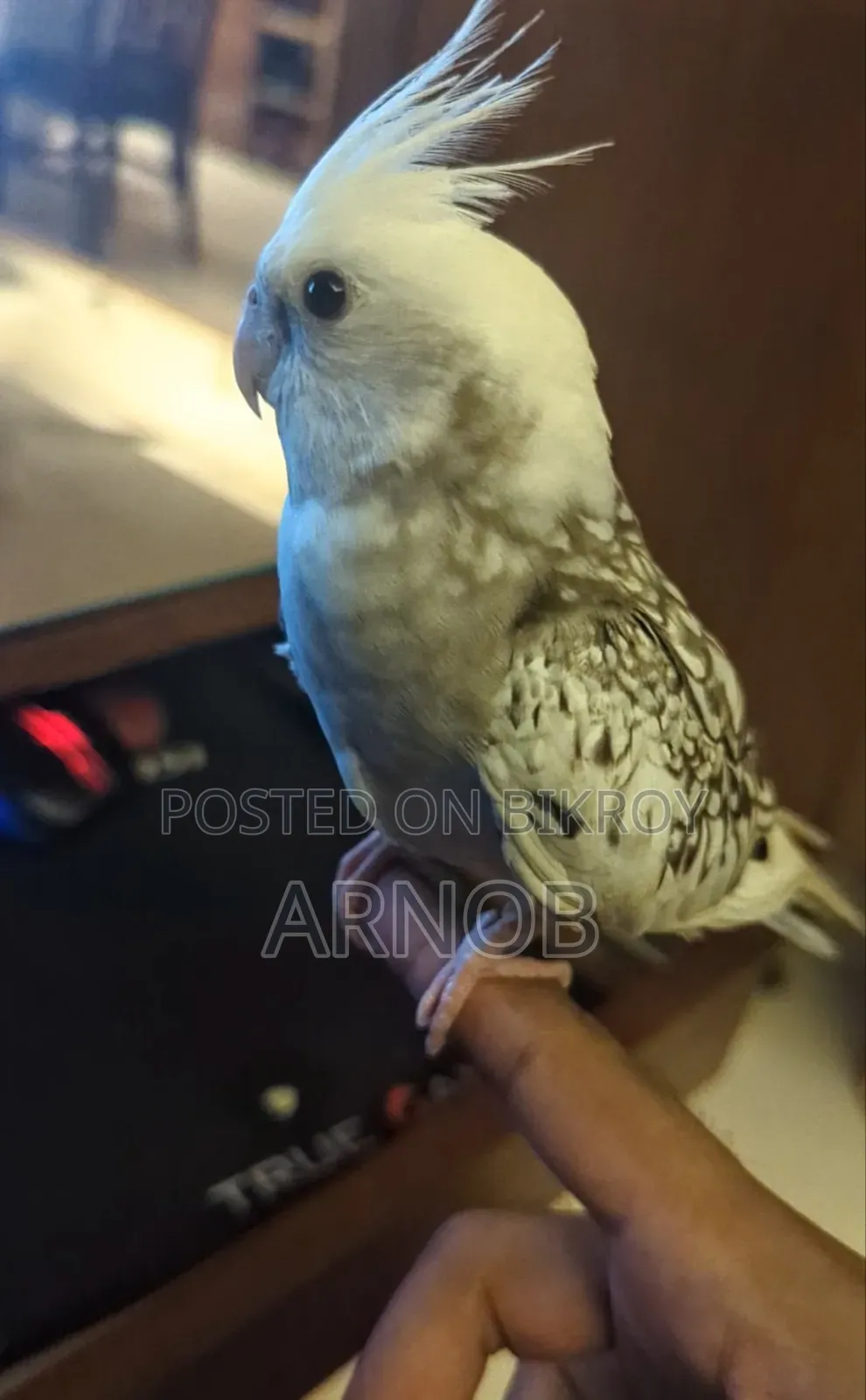 Semi Tame Whiteface Pearl Pied Cockatiel