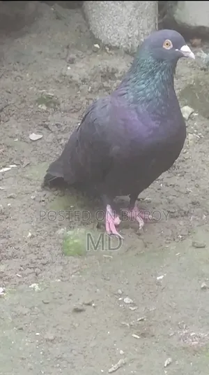 Homer Pigeon