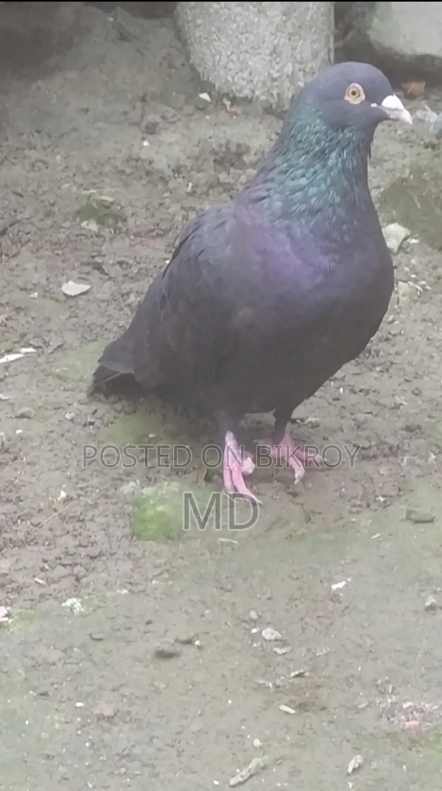 হুমার কবুতর