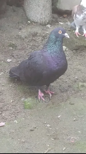 হুমার কবুতর