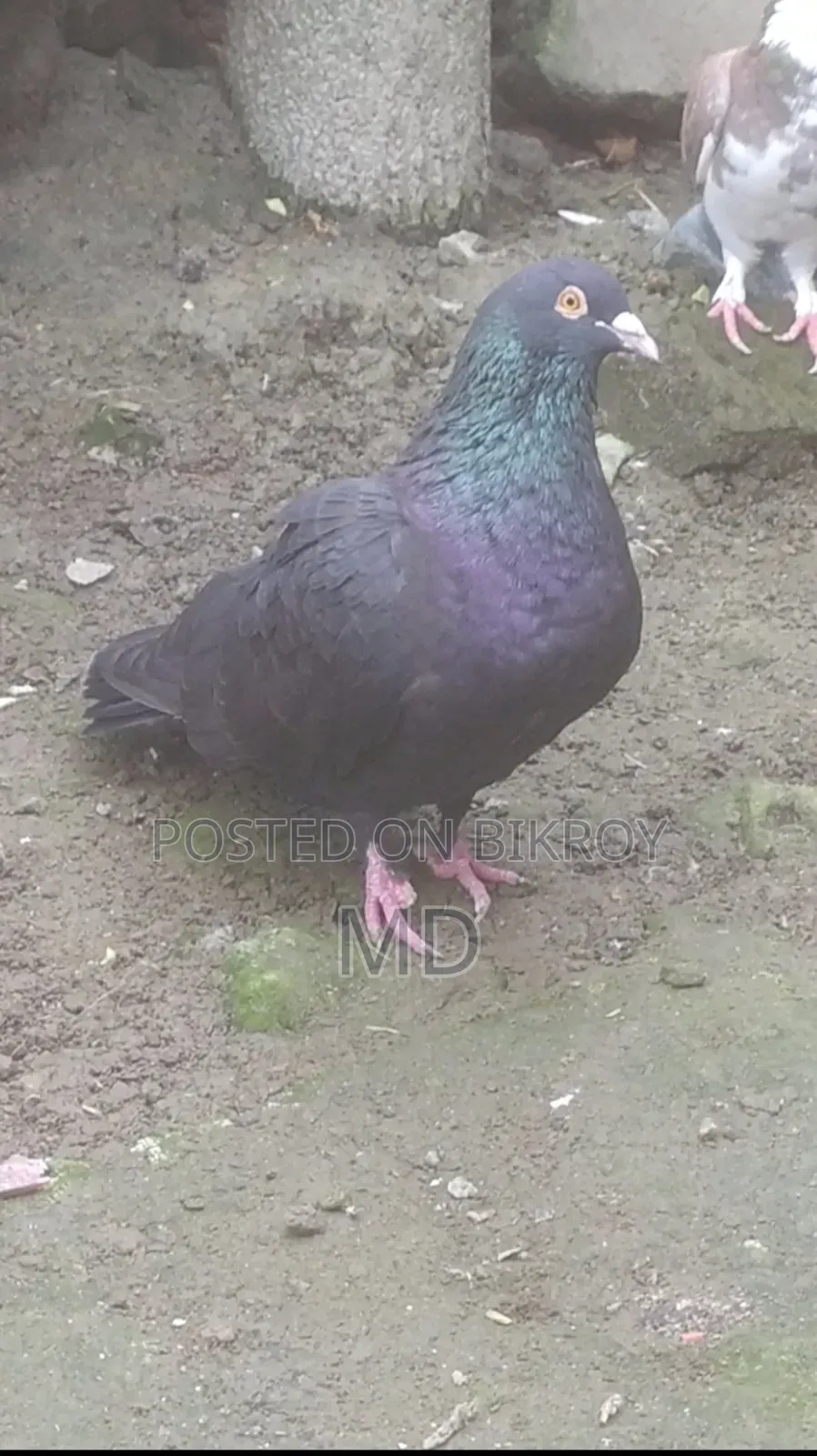হুমার কবুতর