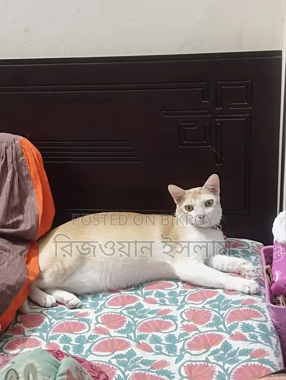 ১+ বছরের পুরুষ মিশ্র জাতের মঙ্রেল (কোনো নির্দিষ্ট জাত নয়)