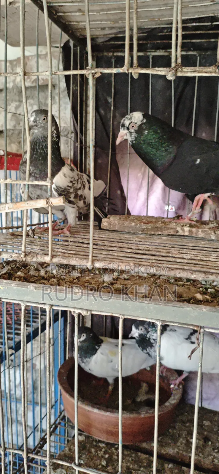 Good Quality Pigeon