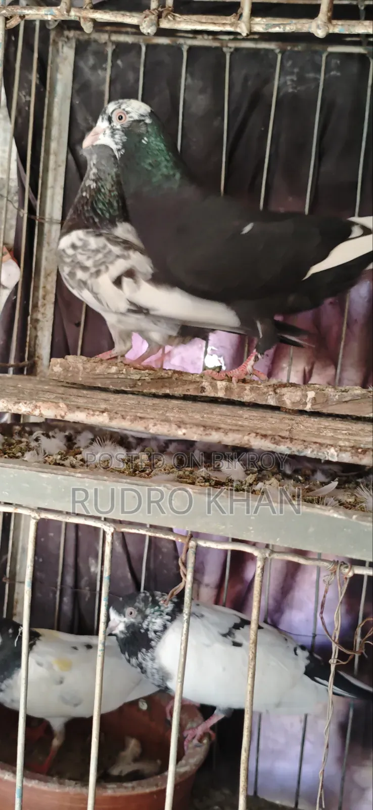 Good Quality Pigeon