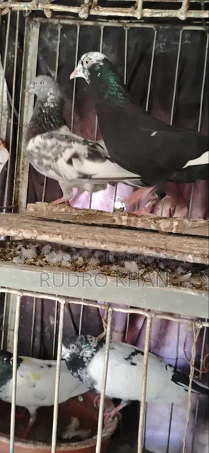 Good Quality Pigeon