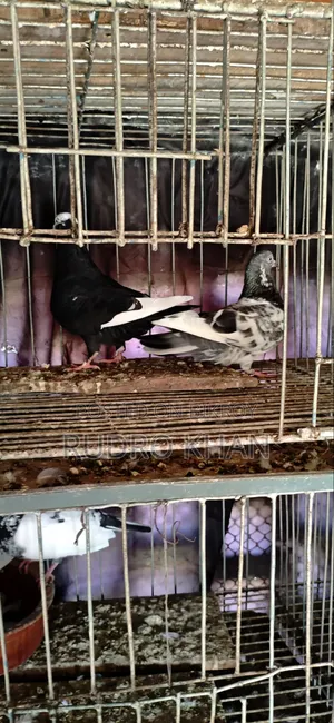 Good Quality Pigeon