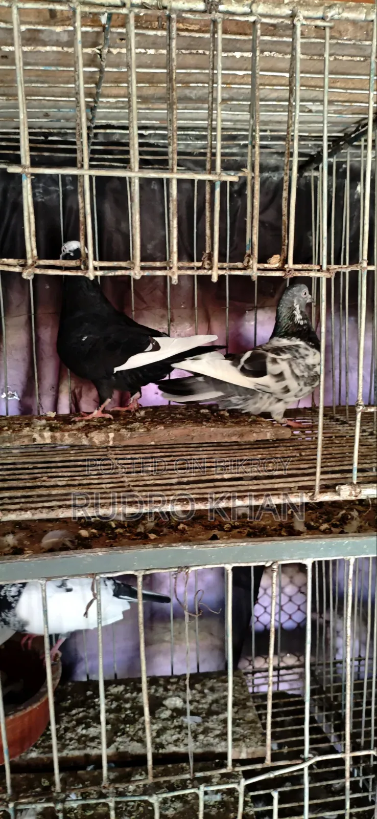Good Quality Pigeon