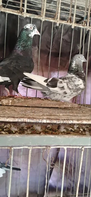 Good Quality Pigeon