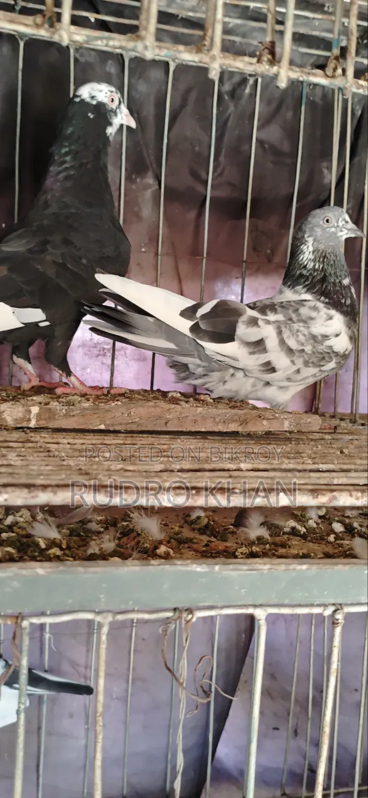 Good Quality Pigeon
