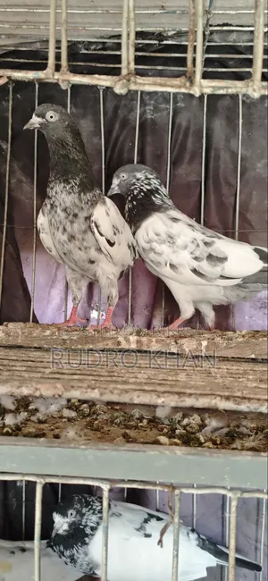 Good Quality Pigeon
