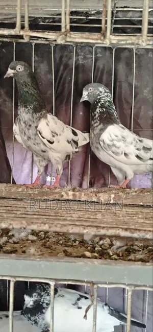Good Quality Pigeon