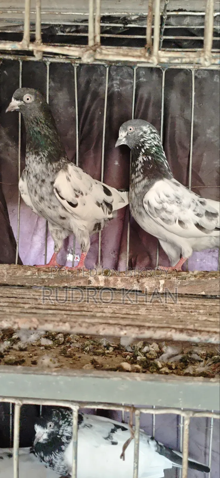 Good Quality Pigeon