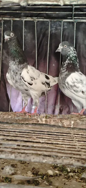 Good Quality Pigeon