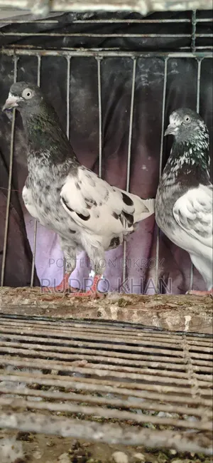 Good Quality Pigeon
