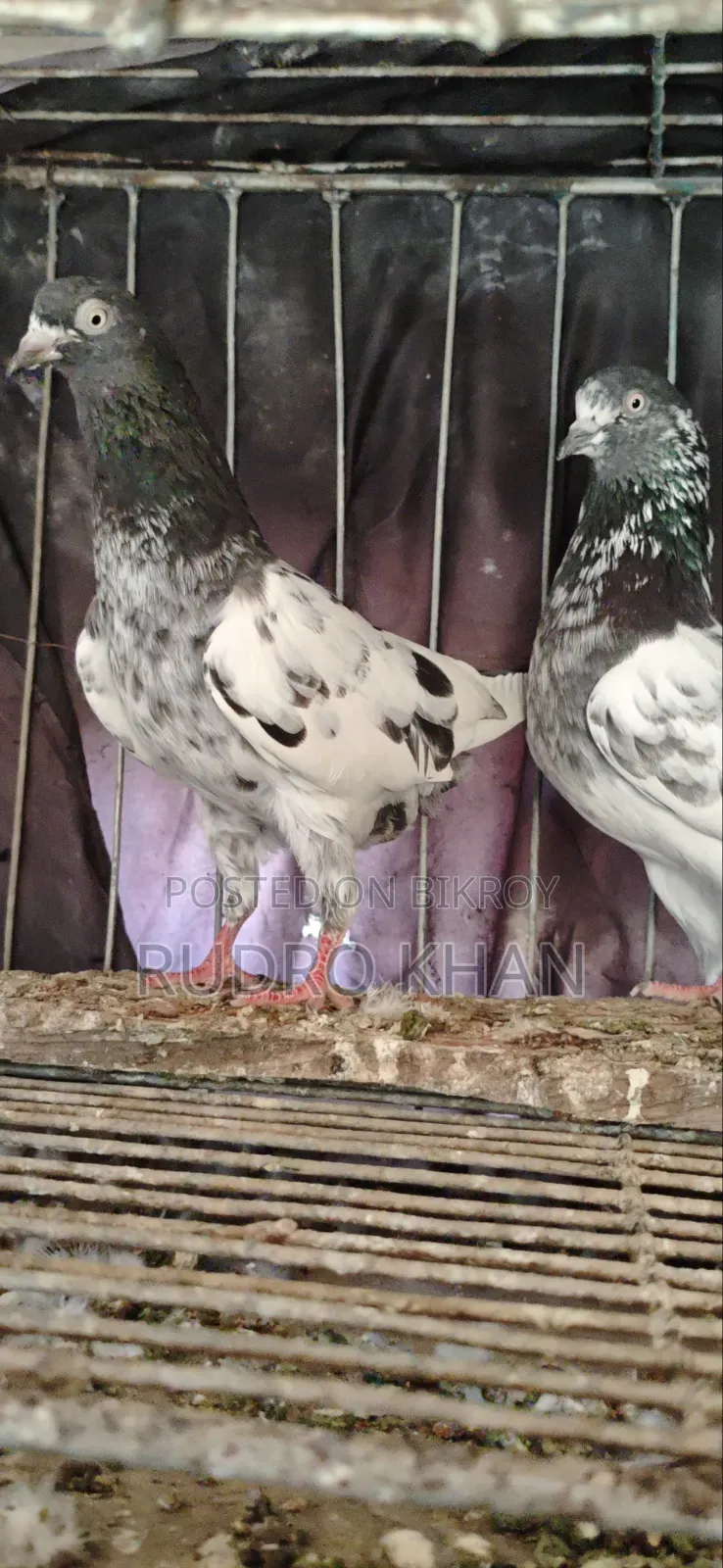 Good Quality Pigeon