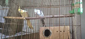 Cockatiel Bird