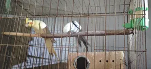 Cockatiel Bird