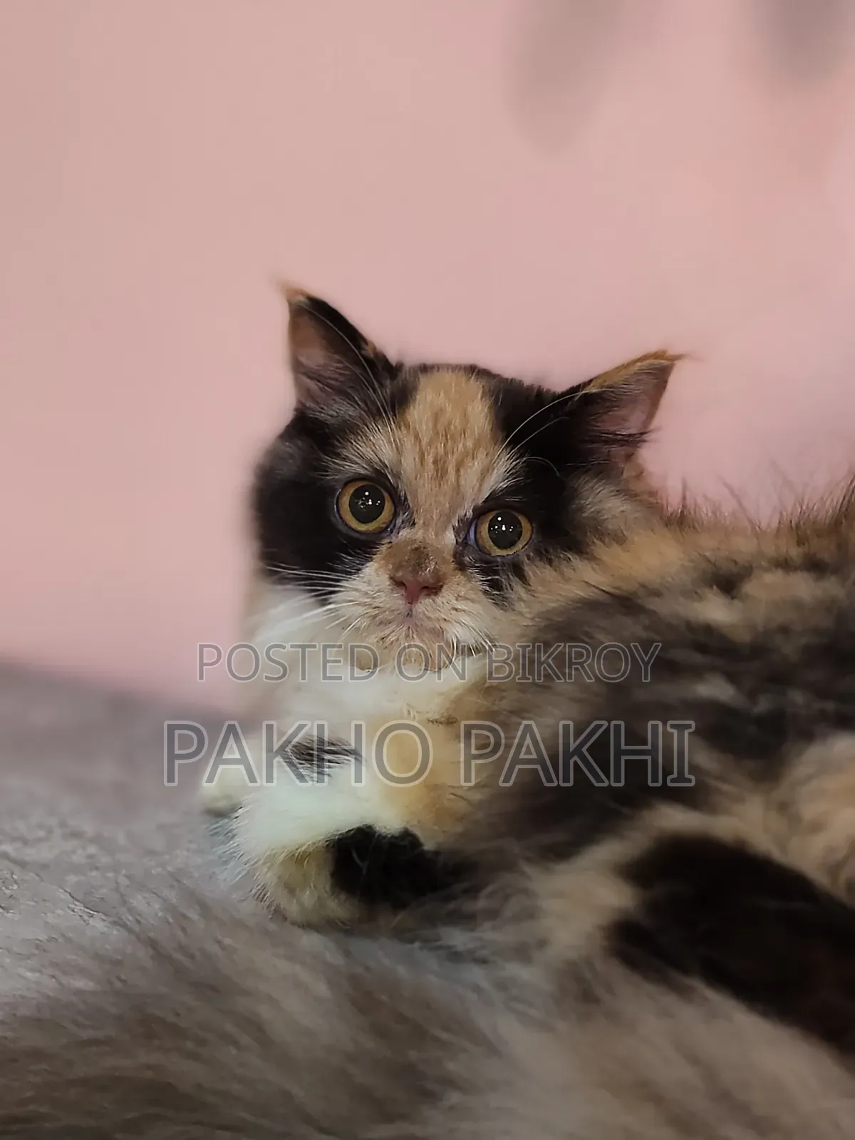 3-6 months Female Purebred Persian