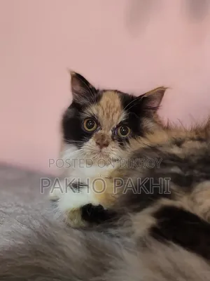 3-6 months Female Purebred Persian