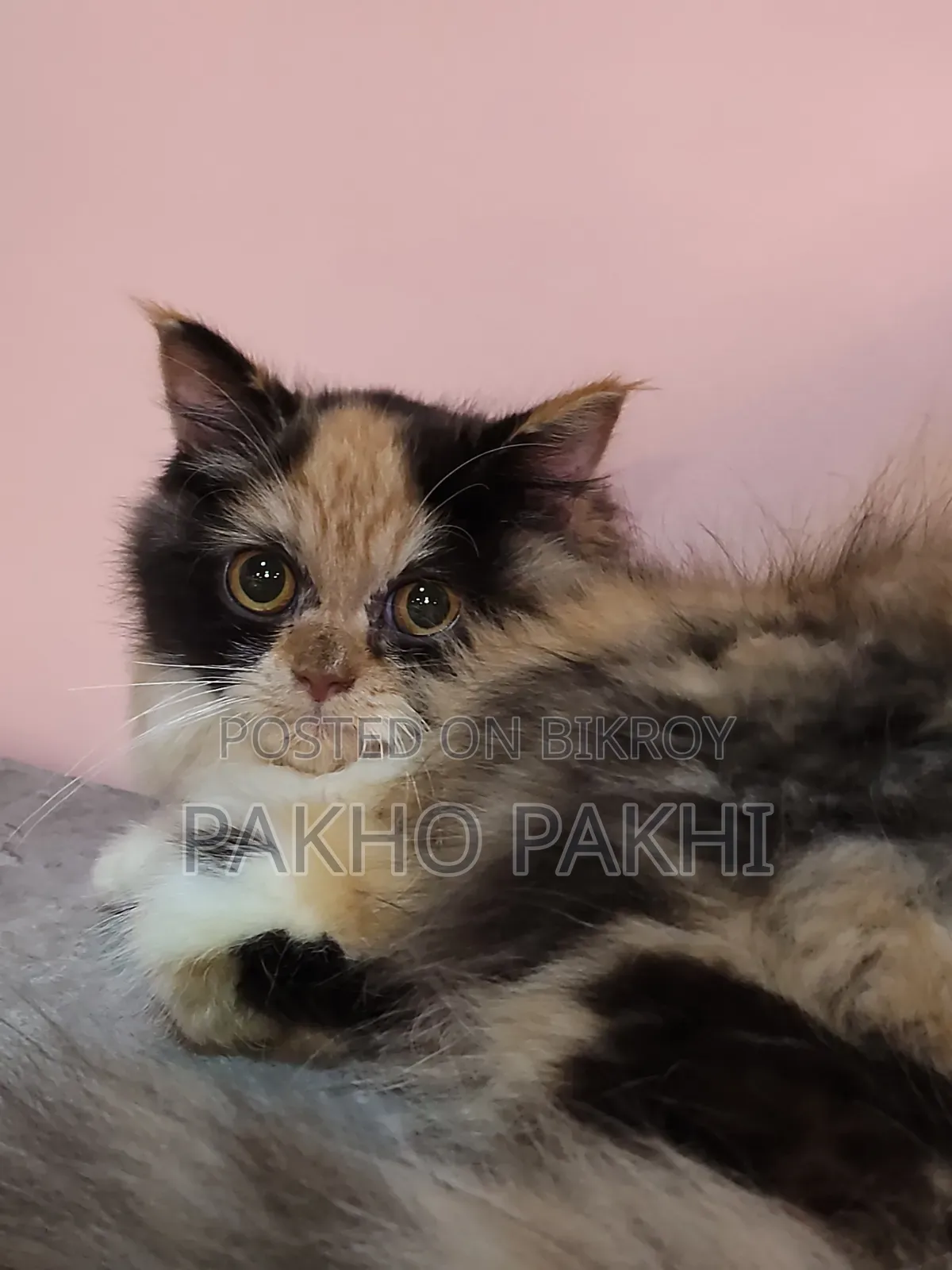 3-6 months Female Purebred Persian