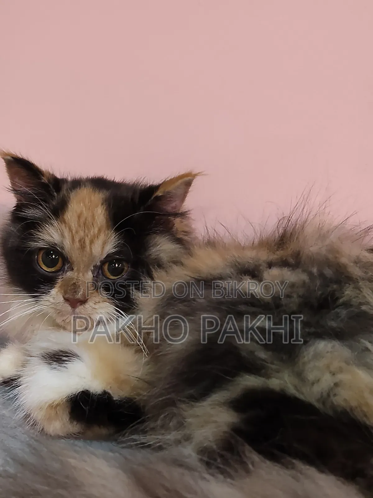 3-6 months Female Purebred Persian