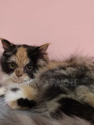 3-6 months Female Purebred Persian