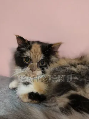 3-6 months Female Purebred Persian