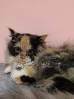 3-6 months Female Purebred Persian