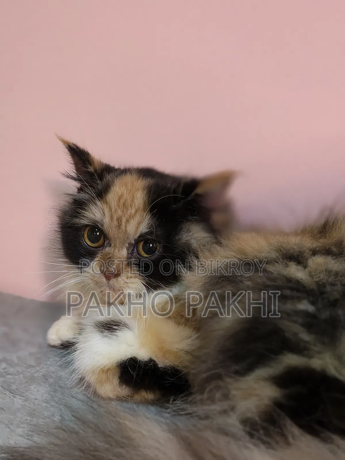 3-6 months Female Purebred Persian