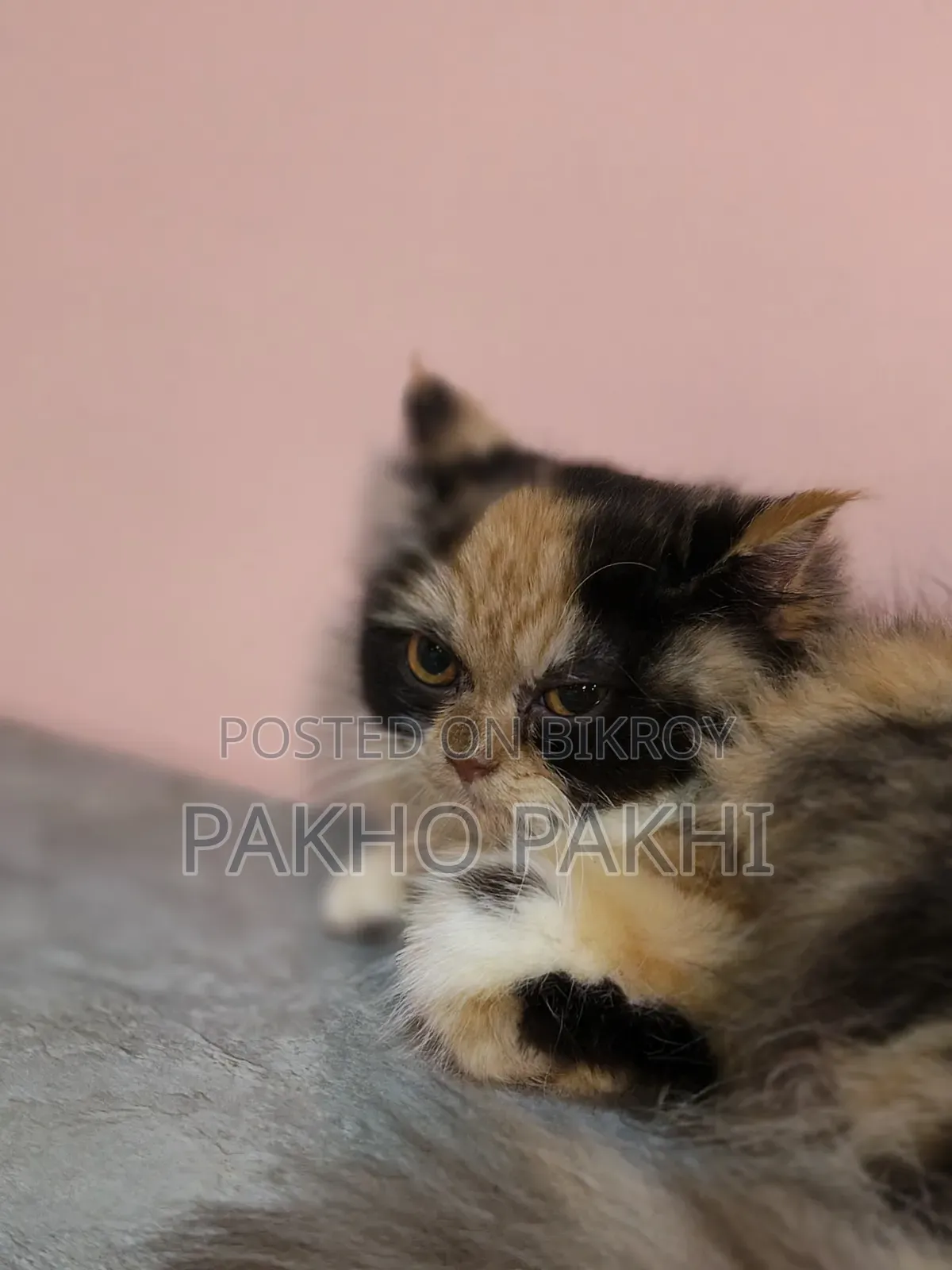 3-6 months Female Purebred Persian