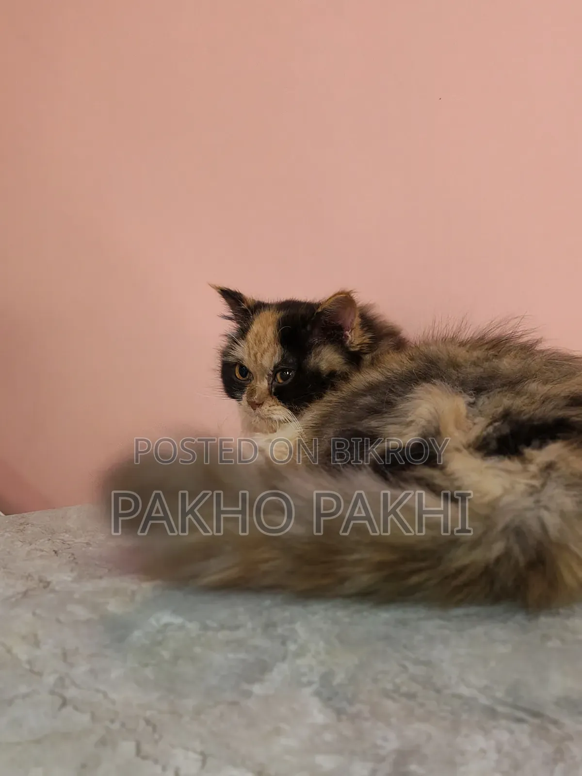 3-6 months Female Purebred Persian