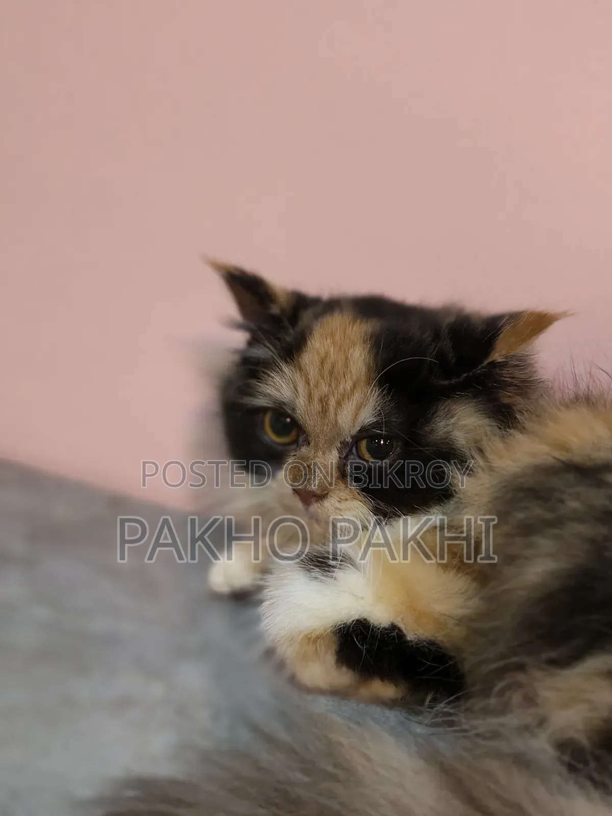 3-6 months Female Purebred Persian