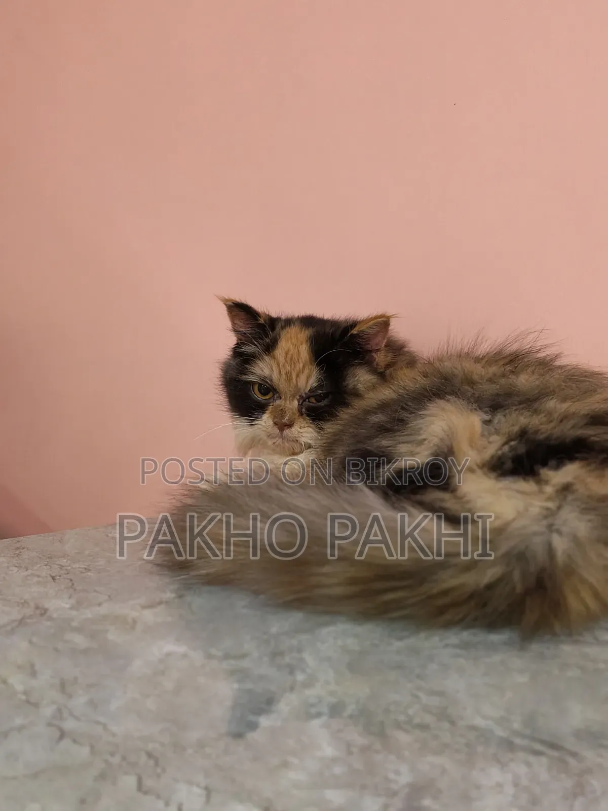 3-6 months Female Purebred Persian