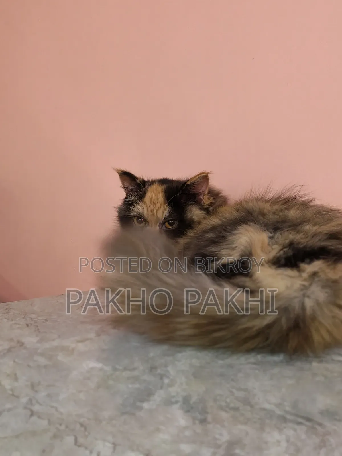 3-6 months Female Purebred Persian