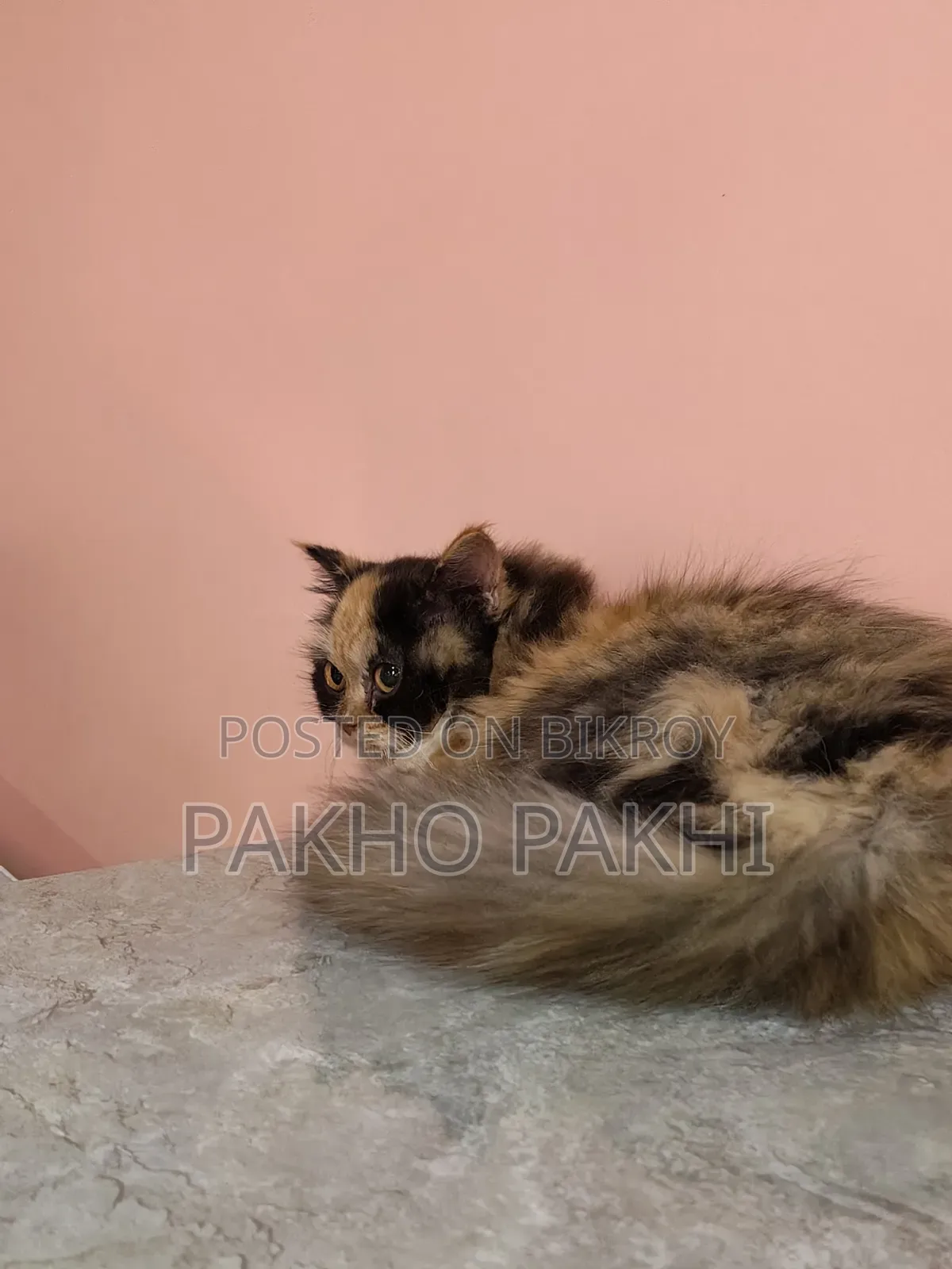 3-6 months Female Purebred Persian