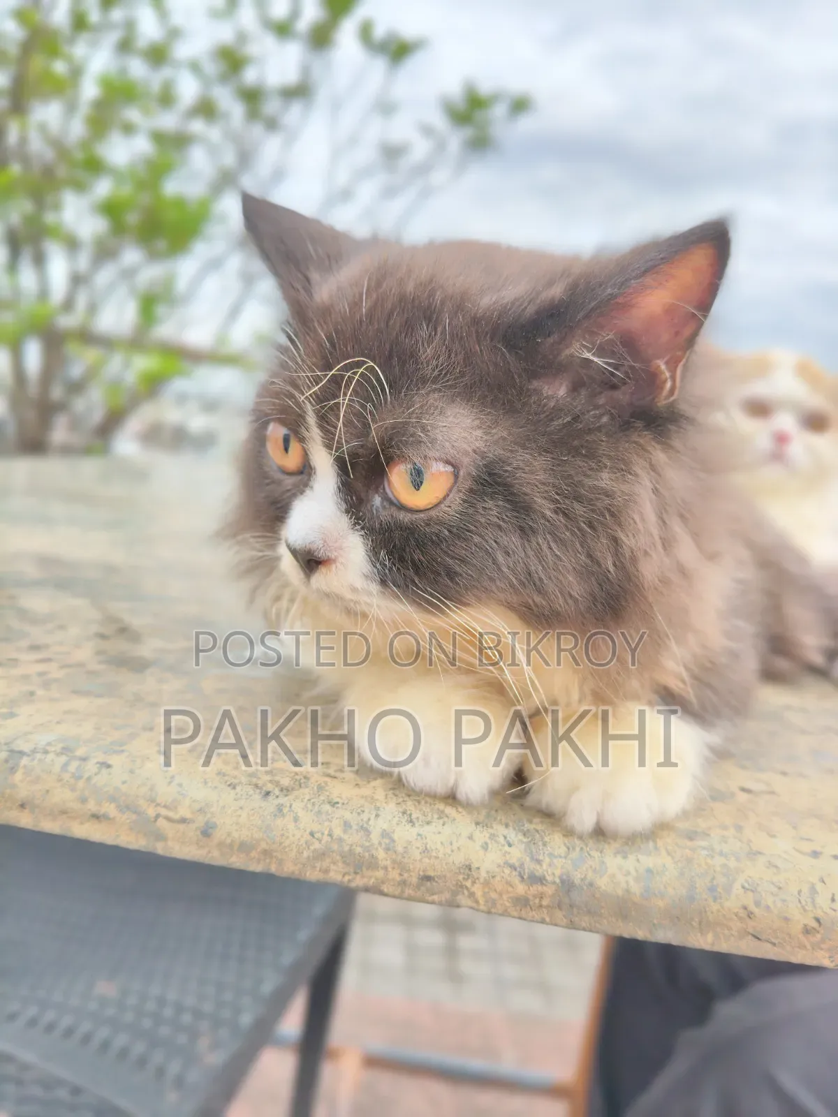 3-6 months Female Purebred Persian