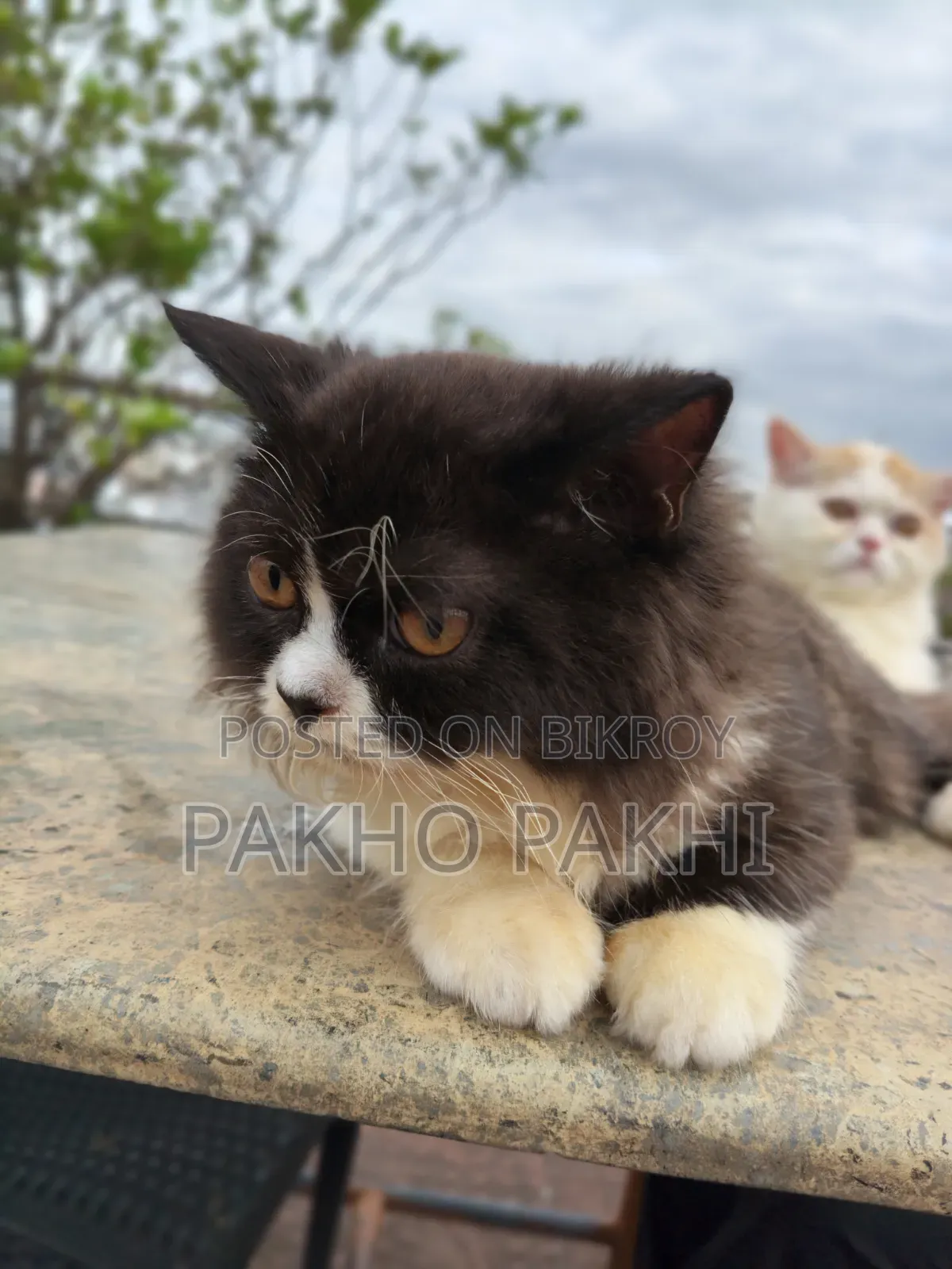 3-6 months Female Purebred Persian