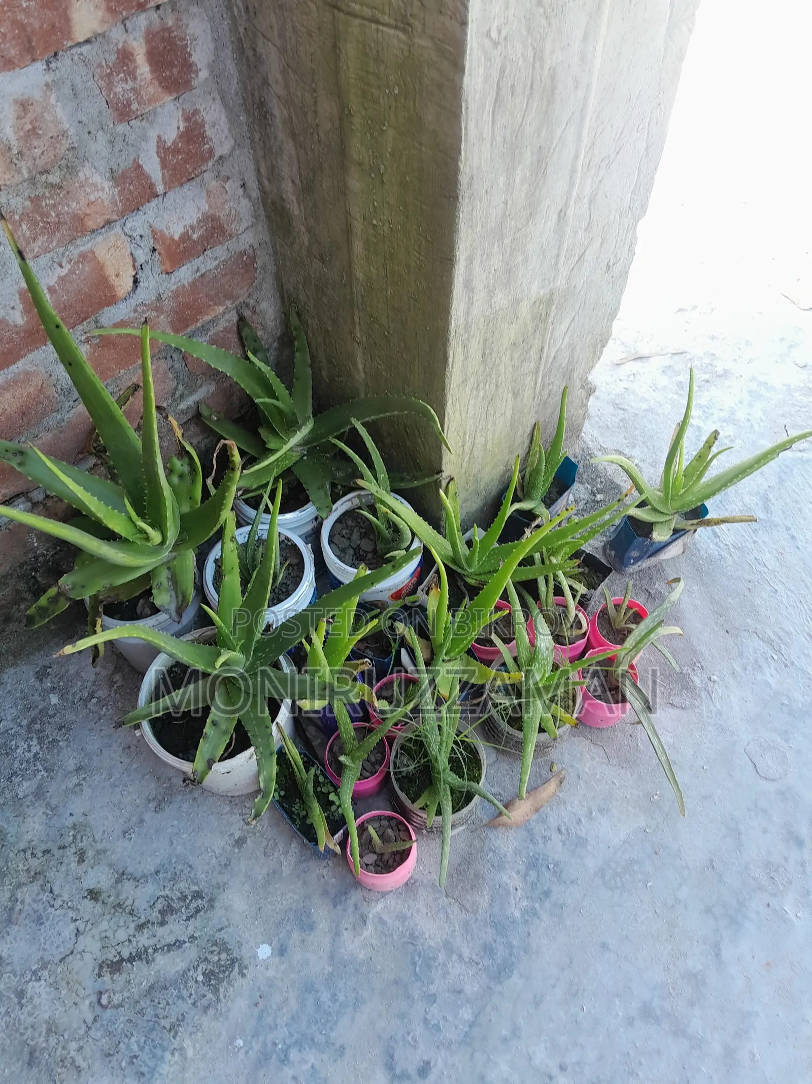 Aloe Vera plant for sale