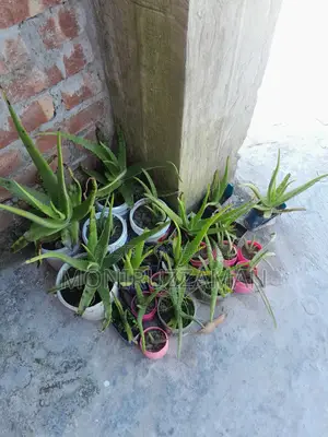 Aloe Vera plant for sale