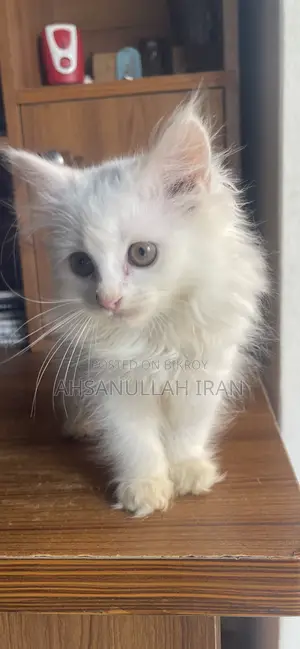 1-3 months Female Purebred Persian