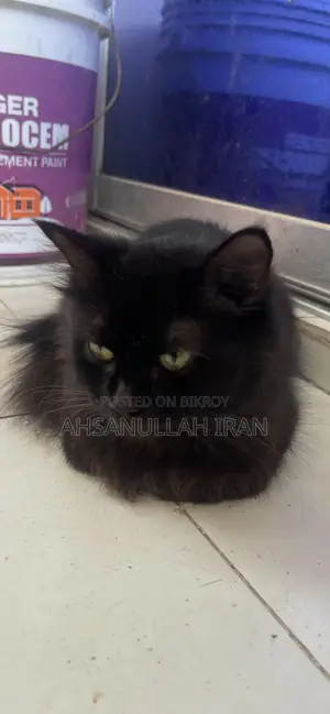1+ year Female Purebred Persian