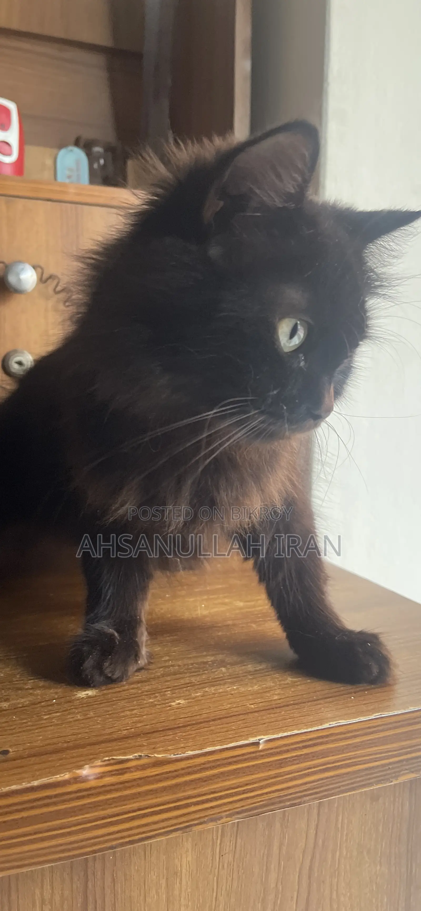 1+ year Female Purebred Persian