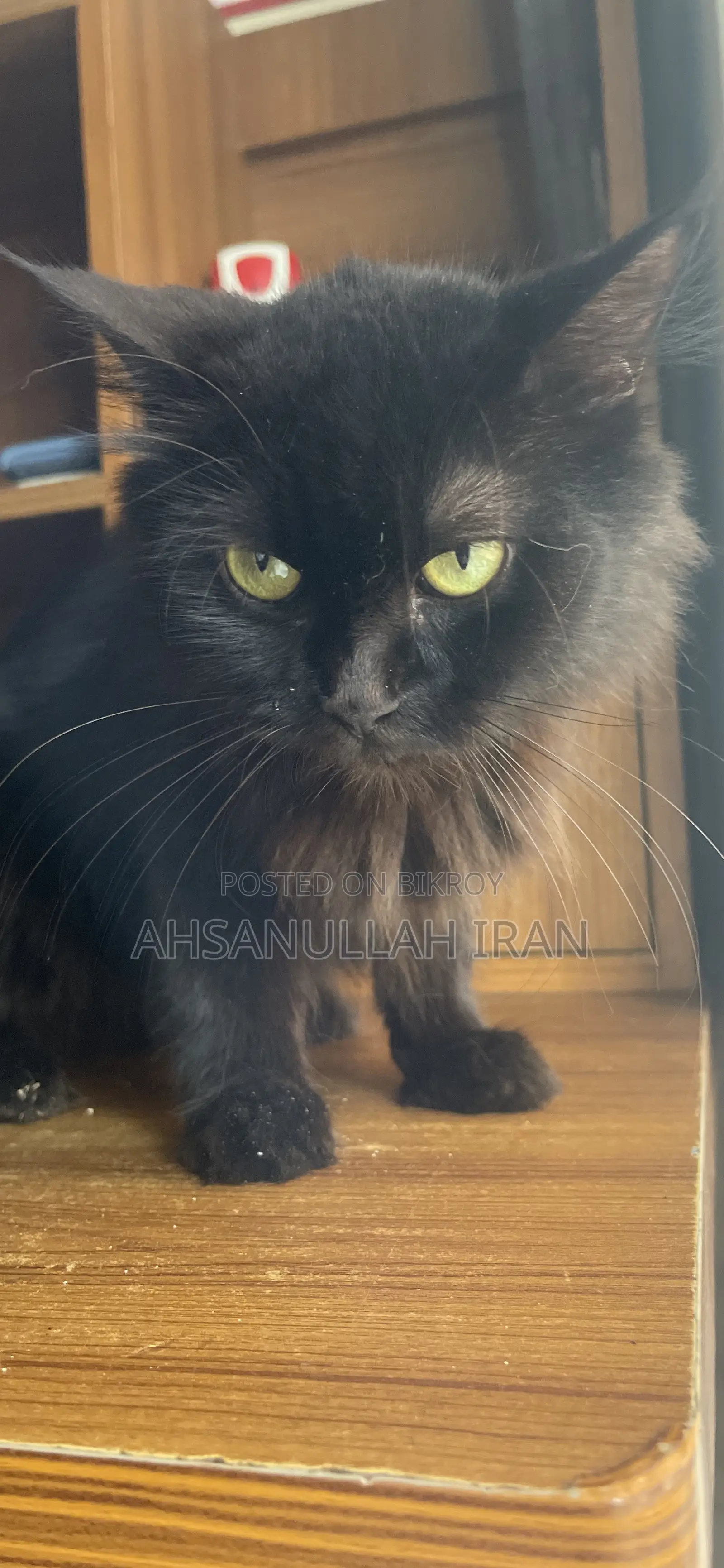 1+ year Female Purebred Persian